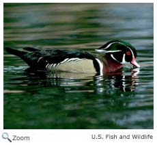 Wood Duck