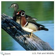 Wood Duck