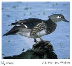 Wood Duck