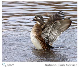 Wood Duck