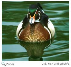 Wood Duck
