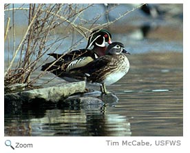 Wood Duck