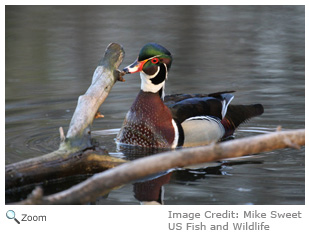 Wood Duck