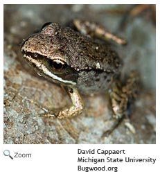 Wood Frog