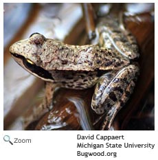 Wood Frog