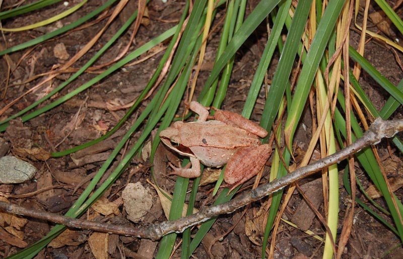 Wood Frog Rana sylvatica Wildlife Journal Junior