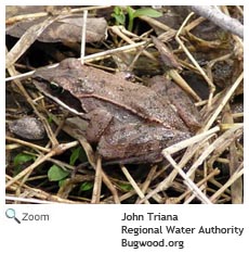 Wood Frog