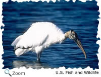 Wood Stork