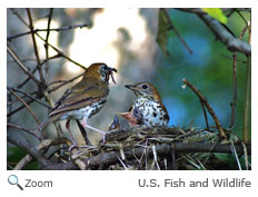 Wood Thrush