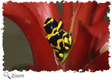 yellow banded poison frog