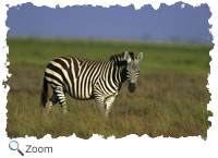 zebra