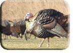 Tracking Turkeys                                                                                    