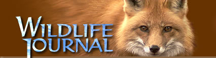 Wildlife Journal