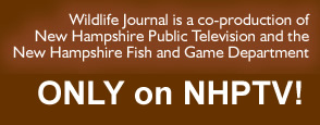 Wildlife Journal