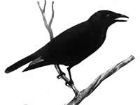 crow