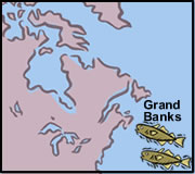 Grand Banks