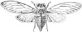 cicada orni