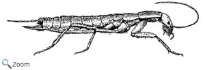 Grylloblatta campodeiformis
