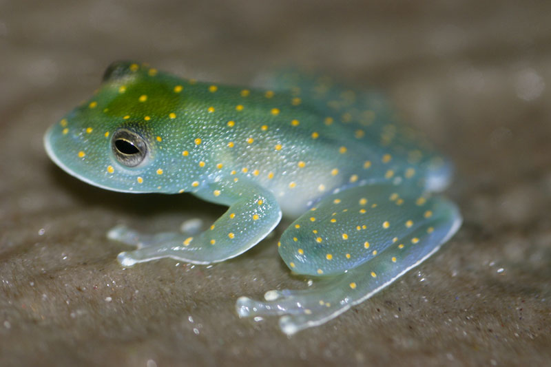 Centrolenidae Glass Frogs Wildlife Journal Junior