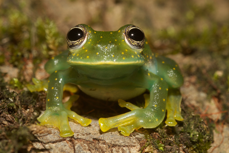 Centrolenidae Glass Frogs Wildlife Journal Junior