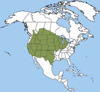 American badger map