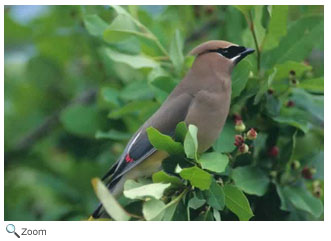 Cedar Waxwing