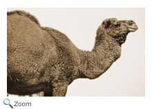 dromedarian camel
