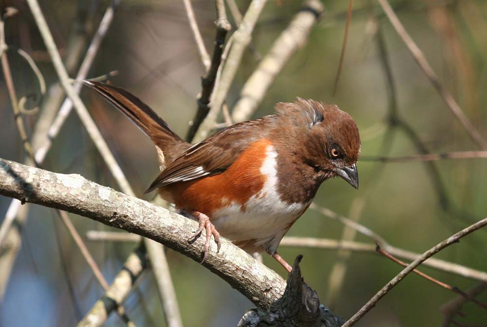 Eastern Towhee Pipilo Erythrophthalmus Natureworks