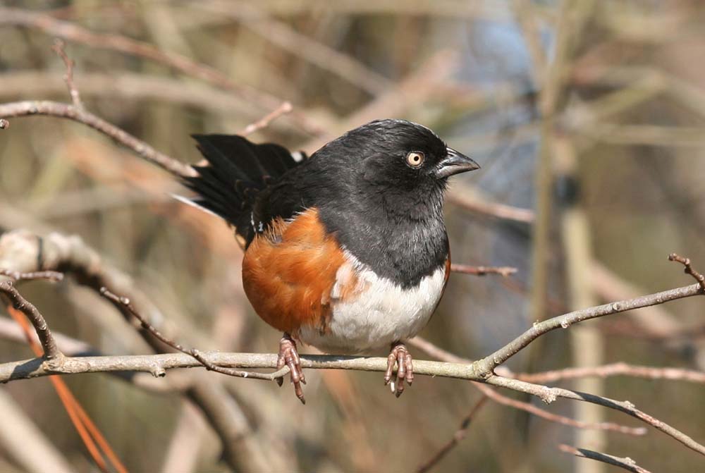 Eastern Towhee Pipilo Erythrophthalmus Wildlife Journal Junior