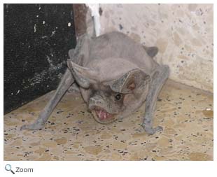 European free-tail bat