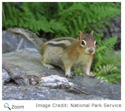 Golden-mantaled Ground Squirrel