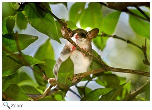 Gray Mouse Opossum