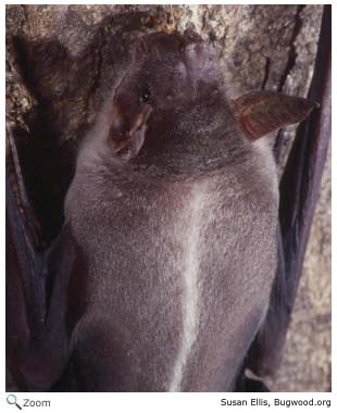 PGreater Bulldog Bat