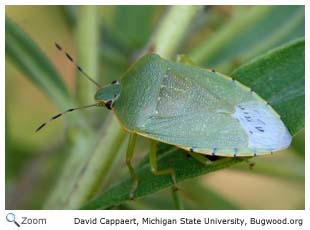 Green Stink Bug