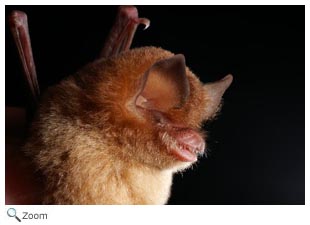 Mexican Funnel Eared Bat
