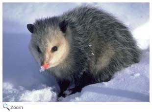 Virginia Opossum