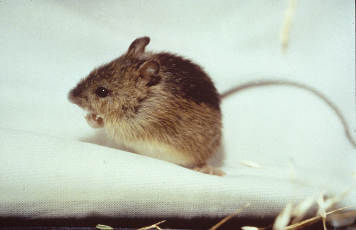 Dipodidae - birch mice, jerboas, jumping mice | Wildlife Journal Junior