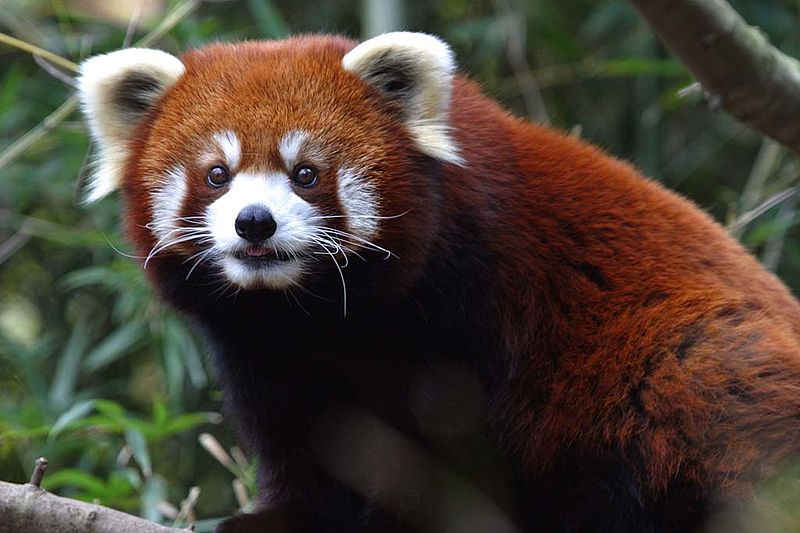 olie filosofisk vedtage Ailuridae - Red Panda | Wildlife Journal Junior
