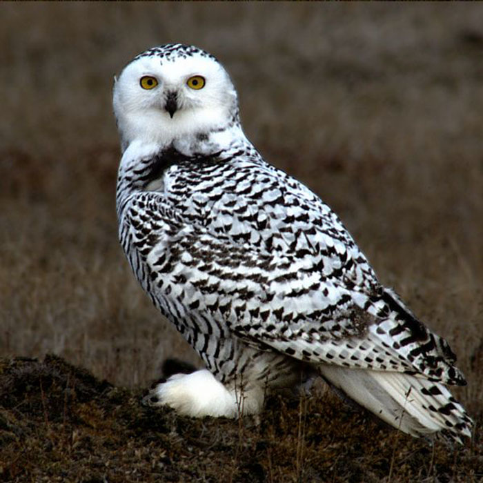 Snowy Owl - Bubo scandiaca | Wildlife Journal Junior