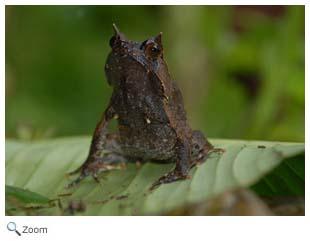 Southeast Asian Horned Toad