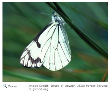 pine white butterfly